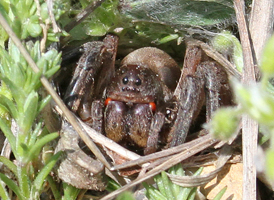 Geolycosa missouriensis